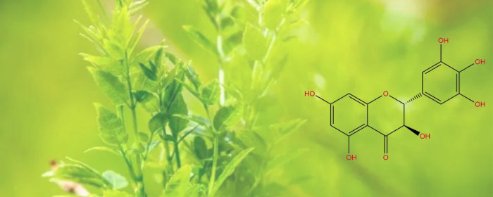 Can Dihydromyricetin Fight Aging