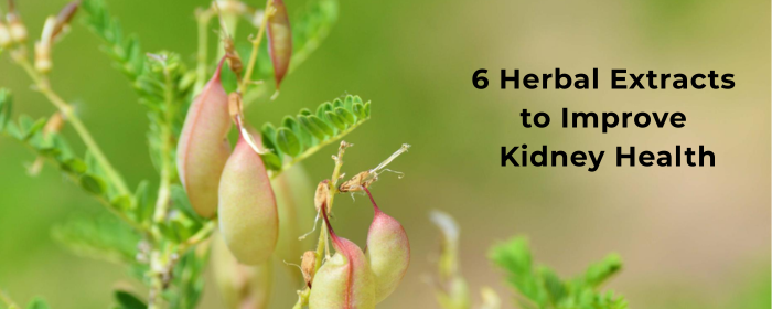 6 Herbal Extracts to Improve Kidney Health