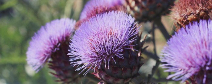 Does Milk Thistle Really Support Liver Health