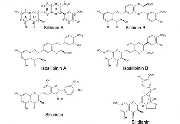 The Active Component of Milk Thistle for Liver Health — Silymarin